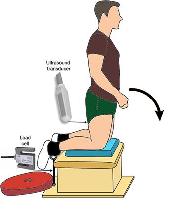 Biceps Femoris Long Head Muscle Fascicles Actively Lengthen During the Nordic Hamstring Exercise